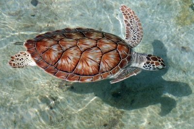 Grand Cayman Island Tour - Private VIP Tour