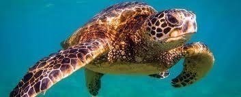West of Grand Cayman Island Tour - Private Tour West of Grand Cayman Island Tour - Private Tour