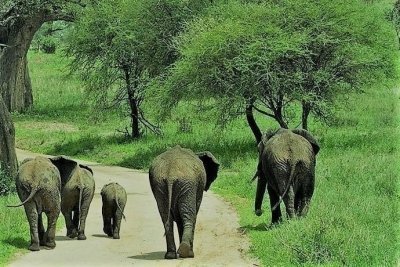 Tanzania 4 Day Safari Tanzania 4 Day Safari