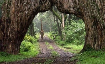 Small group Safari in Tanzania - 5 National Parks in 5 Days Small group Safari in Tanzania - 5 National Parks in 5 Days