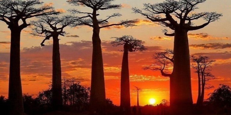 Discover Madagascar Vacation Package - 18 Days