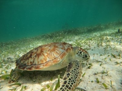 Snorquel tour ,costa maya