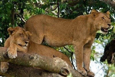 Queen Elizabeth National Park (3 days) Queen Elizabeth National Park (3 days)