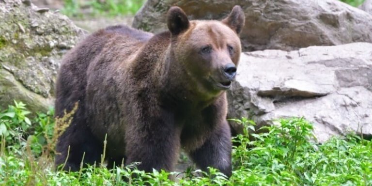 Bear Watching Romania - Half Day Tour from Brasov
