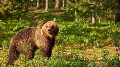 Bear Watching Romania - Half Day Tour from Brasov Bear Watching Romania - Half Day Tour from Brasov