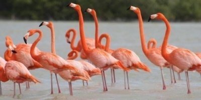 Boat tour with Martín aguiñaga