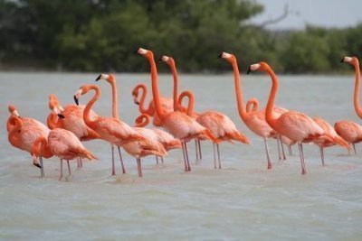 Boat tour with Martín aguiñaga