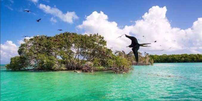 Flora and Fauna With Mayan Channel