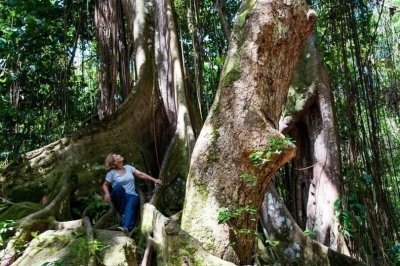 Rainforest Adventure and Beach