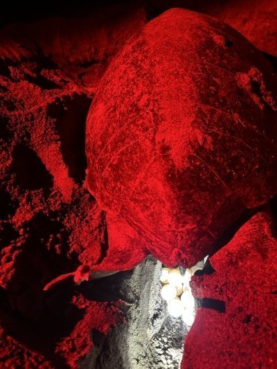 Night hike and bonfire by the beach