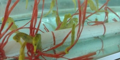 Amusement Park Tickets