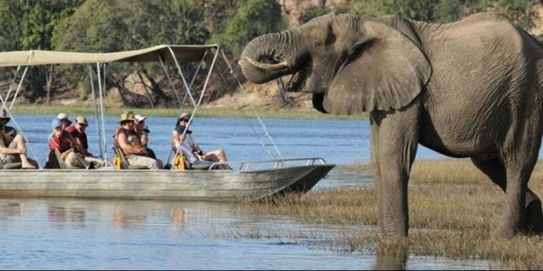 Chobe Day Tour from Victoria Falls