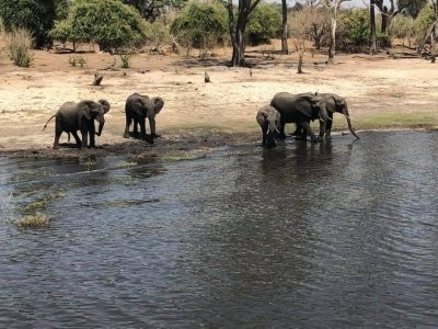 Chobe Day Tour from Victoria Falls Chobe Day Tour from Victoria Falls