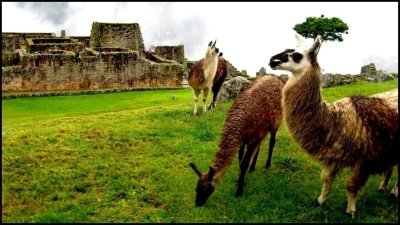 From Cuzco: Full-day tour to Machu Picchu