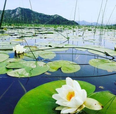 Private boat tour on Skadar lake