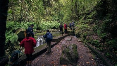 Endemic Levada do Rei Walk