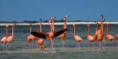 Tour flamingos