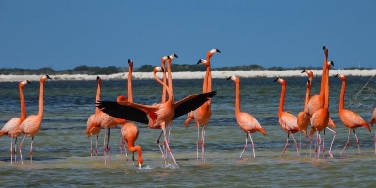 Tour flamingos