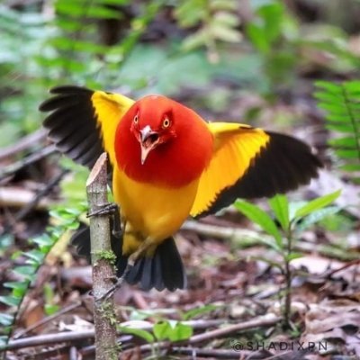 Bird Of Paradise Watching Tours