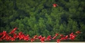 Caroni Swamp Wildlife Tour