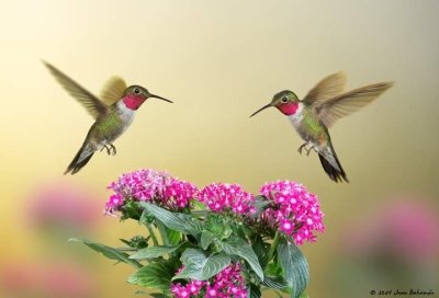 Yerette's Home Of The Hummingbird Tour