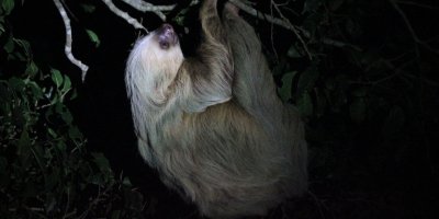 Night Walk in High Biodiversity Rain Forest, Small Groups