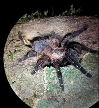 Night Walk in High Biodiversity Rain Forest, Small Groups