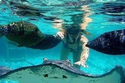 Tour A Johnny Cay Acuario Haynes Cay Y Manglares