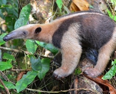 TOUR MANU : PERUVIAN JUNGLE 4DAYS / 3 NIGHT