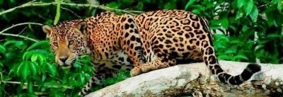 Tour Manu: Amazon Peru Wildlife Center 5 days