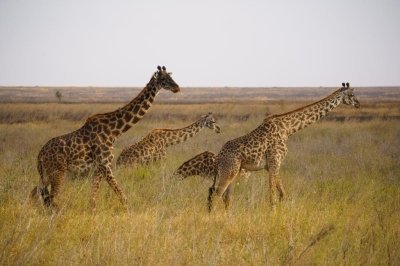 Tarangire and Ngorongoro Safari