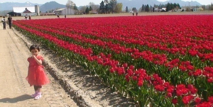 TULIP Festival @ Skagit Valley, La Conner & Deception Pass in SUV