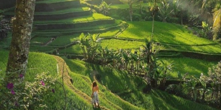 Bali : Best All Inclusive Ubud Trip in one Day