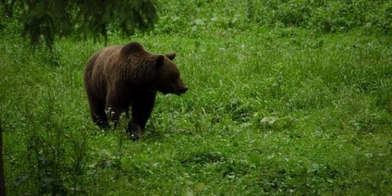 Bear Watching Tour Romania in the Land of Volcanoes