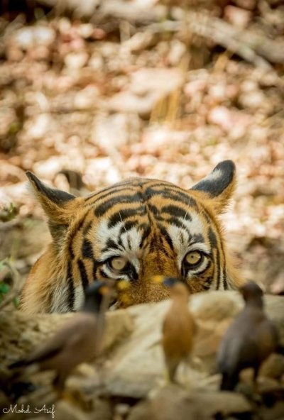 Ranthambhore Wildlife tour