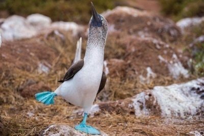 North Seymour Island Day Tour & Bacchas Beach North Seymour Island Day Tour & Bacchas Beach