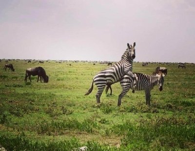 Tanzania Budget Safari to Serengeti & Ngorongoro Crater - 3 Days Tanzania Budget Safari to Serengeti & Ngorongoro Crater - 3 Days