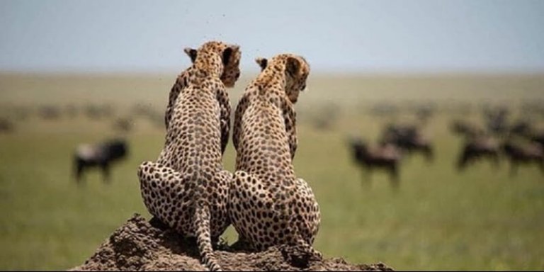 Tanzania Budget Safari to Serengeti & Ngorongoro Crater - 3 Days