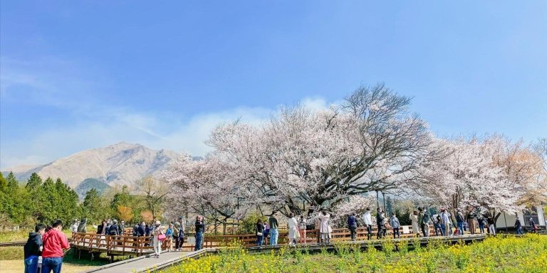 A Day Charter Bus Tour around Cherry Blossoms in Northern Kyushu