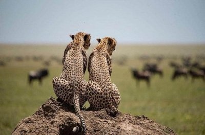 4 days Safari in Tanzania - Tarangire, Serengeti & Ngorongoro 4 days Safari in Tanzania - Tarangire, Serengeti & Ngorongoro