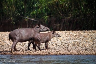 Manu Tours Wildlife 7 days / 6 nights- Optional  6 day