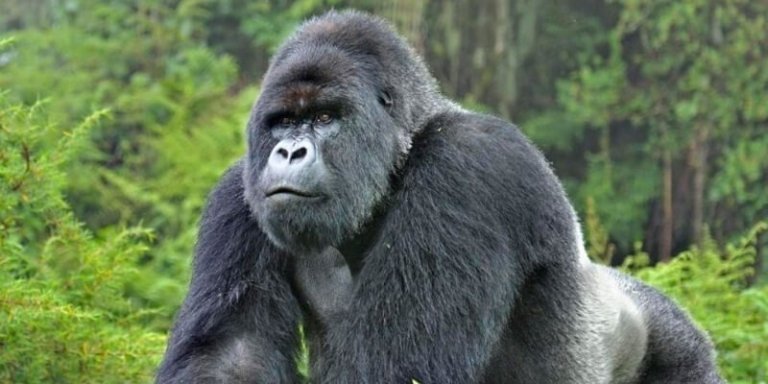 Gorilla trekking Uganda in Bwindi Impenetrable Forest - 3 Days