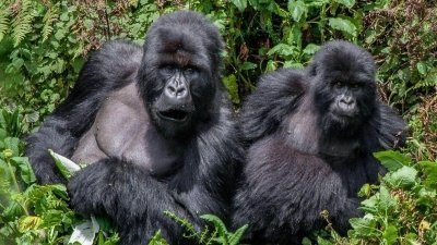Gorilla trekking Uganda in Bwindi Impenetrable Forest - 3 Days Gorilla trekking Uganda in Bwindi Impenetrable Forest - 3 Days