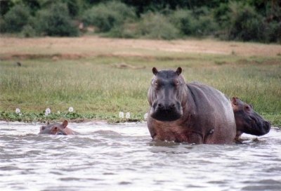 Murchison Falls Safari - 3 Days Tour Murchison Falls Safari - 3 Days Tour