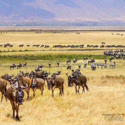 Tanzania Northern Circuit Budget Safari - 5 Days Tanzania Northern Circuit Budget Safari - 5 Days