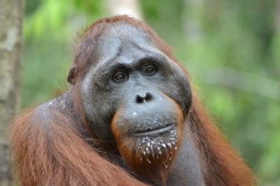 Orangutan River Sail Tanjung Puting Park 2 Night