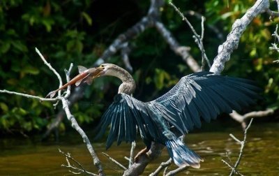 Peru Puerto Maldonado :Amazon Wildlife Macaw Clay Lick  Chuncho 4 days