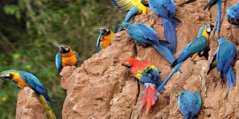 Peru Puerto Maldonado :Amazon Wildlife Macaw Clay Lick  Chuncho 4 days