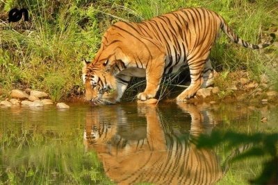 Wildlife of Bardia National Park Tour Package Wildlife of Bardia National Park Tour Package