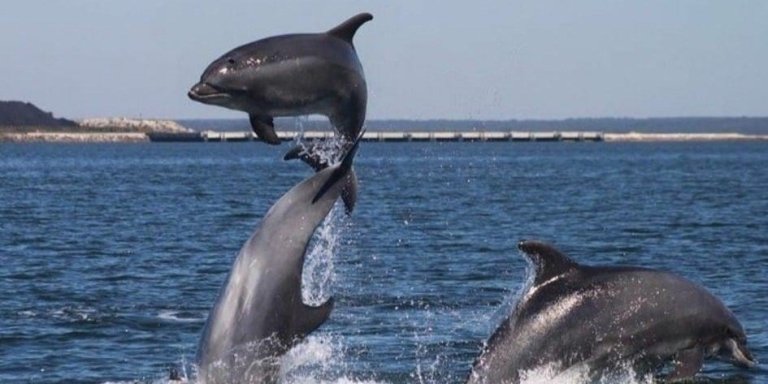 Dolphin Watching Tour around Muscat